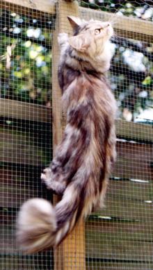 Foto Maine Coon Fortune Fairytale Of Glastonbury Tor