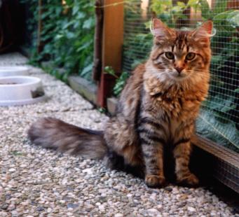 Foto Maine Coon Jazz Cats Of Klaarkamp